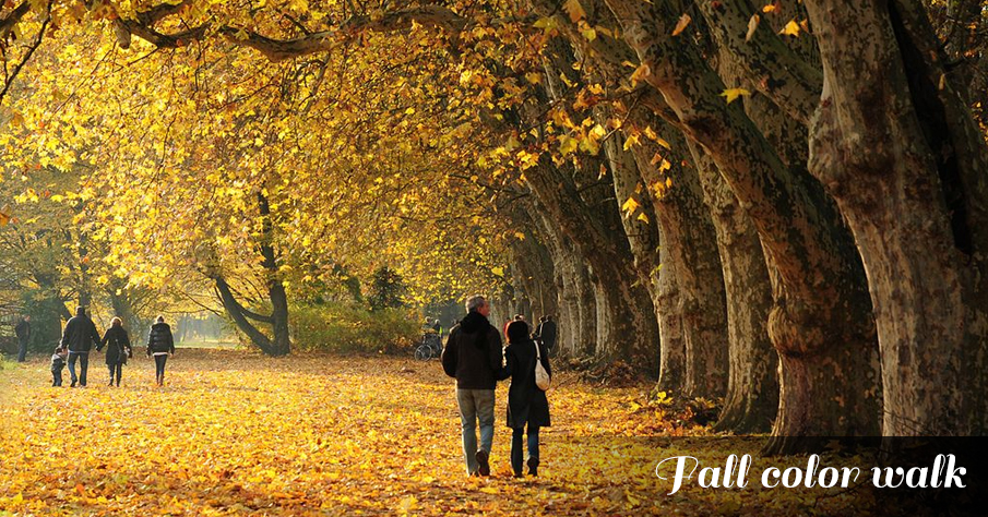 Fall color Walk