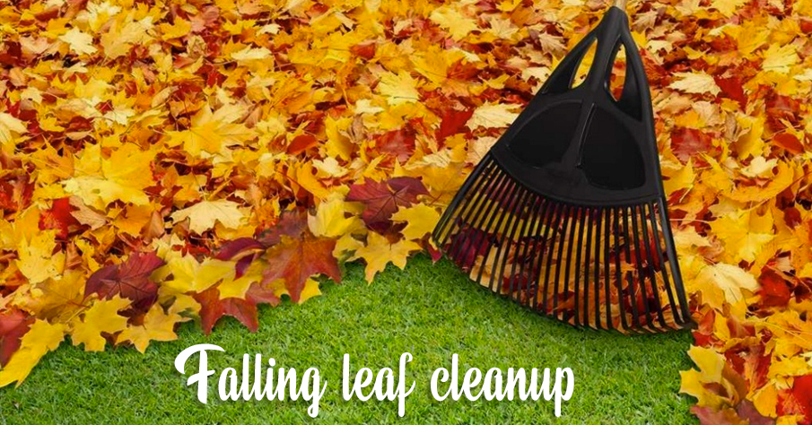 Falling Leaf Clean up