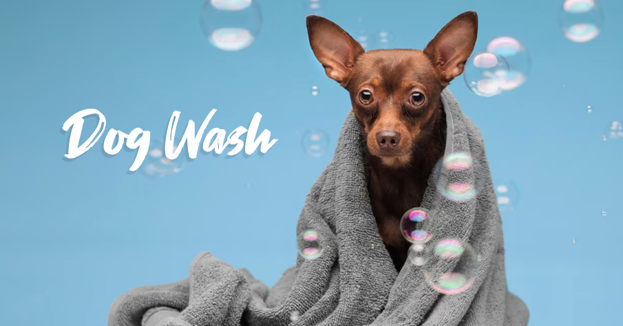 Dog wash | cheer fundraising ideas