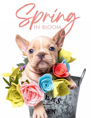 Spring In Bloom Fundraising Cover 2024 | Presented by Midland Fundraising